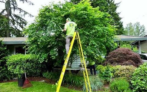 Tools for caring for trees and shrubs